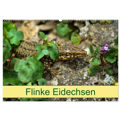 Flinke Eidechsen (Wandkalender 2027 DIN A2 quer), CALVENDO Monatskalender