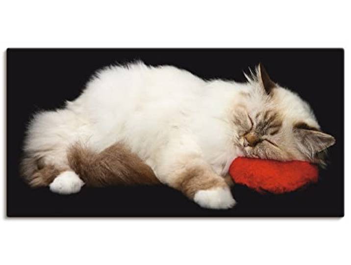 ARTLAND Bild auf Leinwand Leinwandbilder Wandbilder 60 x 30 cm Tiere Haustiere Katze Foto Schwarz A8CV Müde Katze