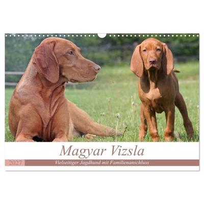 Magyar Vizsla - Vielseitiger Jagdhund mit Familienanschluss (Wandkalender 2027 DIN A3 quer), CALVENDO Monatskalender