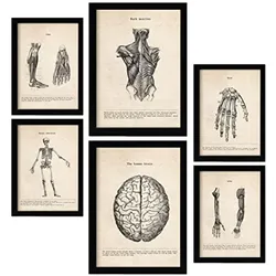 POSTER Set Mit 6 Gliedmaßen Und Gehirn Medizinische Illustrationen Im Vintage Stil Von Anatomie, Körperteilen, Knochen Und Muskeln A3 & A4 Rahmenlos