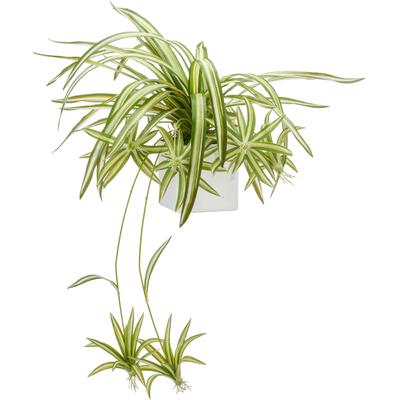 Kunstpflanze CREATIV GREEN "Grünlillie", grün (grün, weiß), H:90cm, Kunststoff, Kunstpflanzen, Kunstpflanze, mit detailgetreuen Absenkern