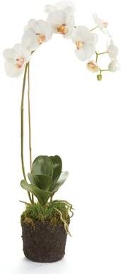 Porch & Petal "Phalaenopsis Orchid Drop-In 26"""