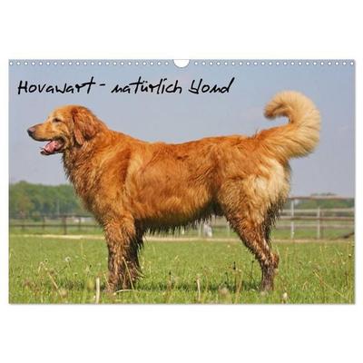 Hovawart - natürlich blond (Wandkalender 2027 DIN A3 quer), CALVENDO Monatskalender