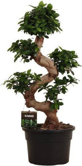 Oasis of Life Ficus Microcarpa Ginseng Chinese Fig Bonsai, Hoogte: 80-110 cm, Diameter: 23 cm