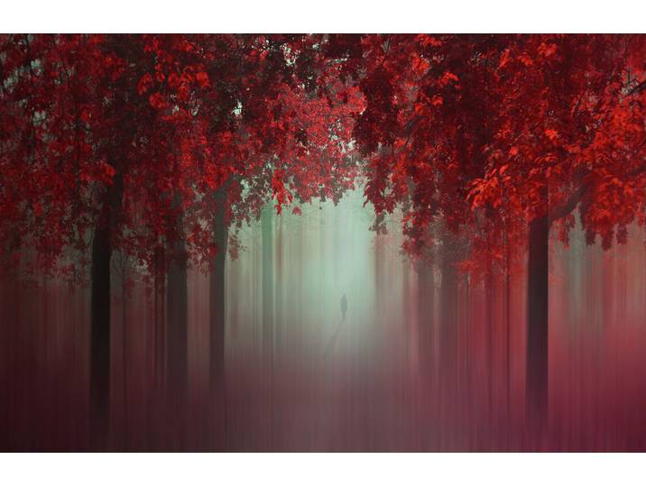 Fototapete PAPERMOON Photo-Art ILDIKO NEER, AUS DER LIEBE WALD IN ROT , rot (bunt), B:3,5m L:2,6m, Vlies, Tapeten, Fototapete