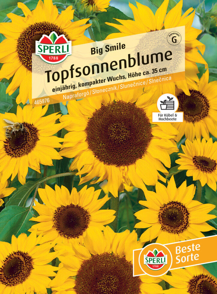 Sperli Topfsonnenblume Big Smile