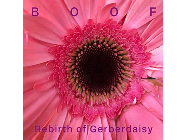Rebirth of Gerberdaisy [Analog]