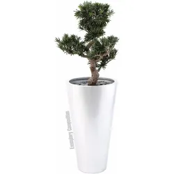 Europalms, Kunstpflanzen, Bonsai Podocarpus (80 cm)