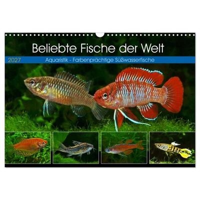 Beliebte Fische der Welt (Wandkalender 2027 DIN A3 quer), CALVENDO Monatskalender