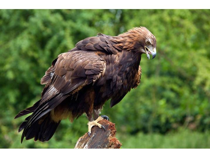 Fototapete PAPERMOON GOLDENER ADLER-STEINADLER HIGHLAND SCHOTTLAND VOGEL , bunt, B:5m L:2,8m, Vlies, Tapeten, Fototapete