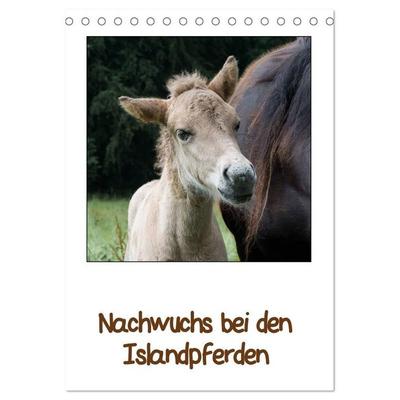 Nachwuchs bei den Islandpferden (Tischkalender 2027 DIN A5 hoch), CALVENDO Monatskalender