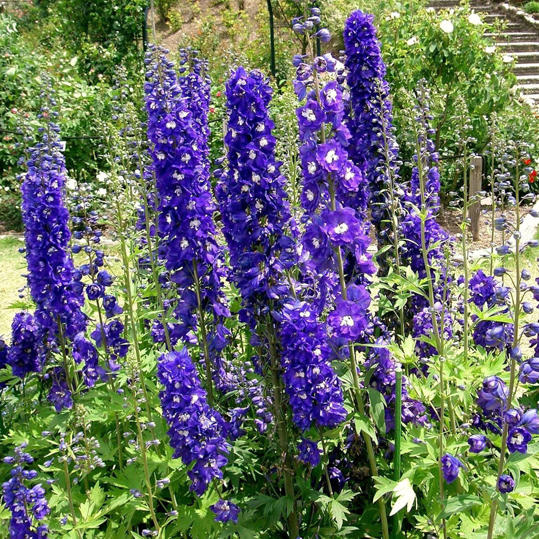 6x Pacific Delphinium King Arthur in pot van 9x9 cm van Arborix