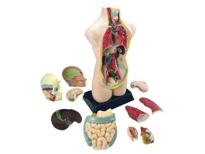 EDUPLAY Lernspielzeug Torso groß, 50 cm (0-St)