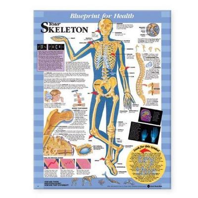 Blueprint for Health Your Skeleton Chart, Nonbook von , Wolters Kluwer Health, 978-1-58779-735-4
