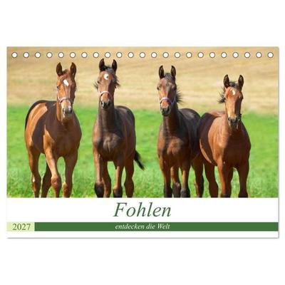 Fohlen entdecken die Welt (Tischkalender 2027 DIN A5 quer), CALVENDO Monatskalender