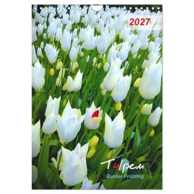 Tulpen. Bunter Frühling (Wandkalender 2027 DIN A4 hoch), CALVENDO Monatskalender