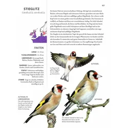Vögel lebensgross, Ratgeber von Paul Sterry, Bob Read