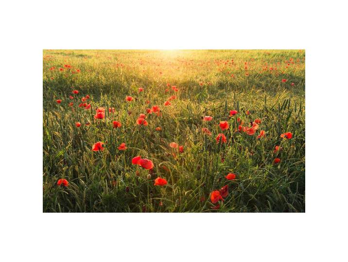 FOTOTAPETE POPPY WORLD