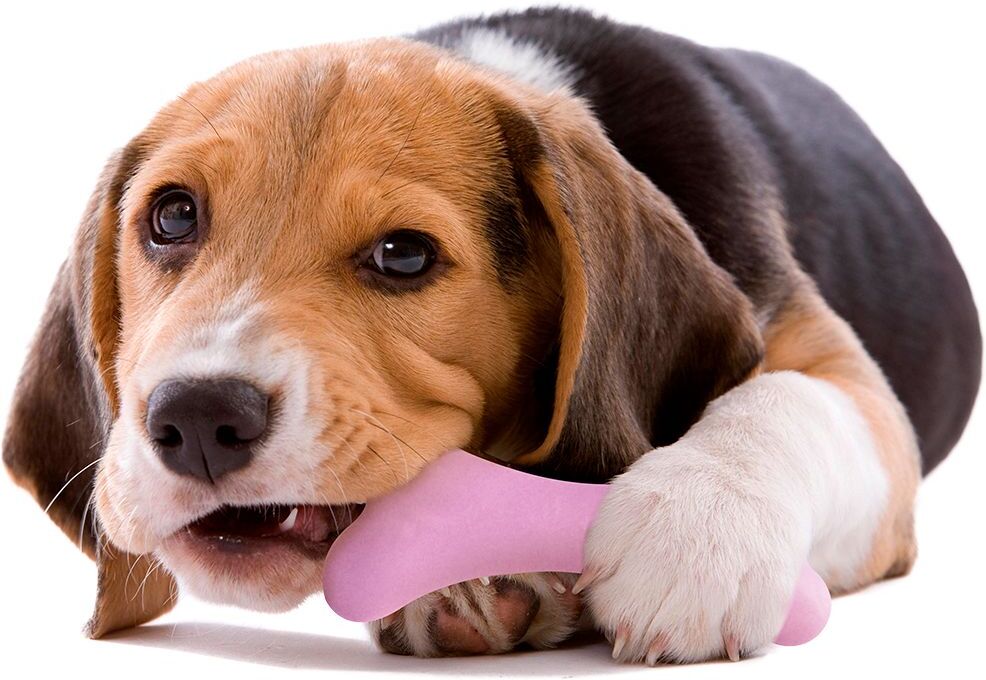 United Gioco Dentale per Cane Gustosso ROSA