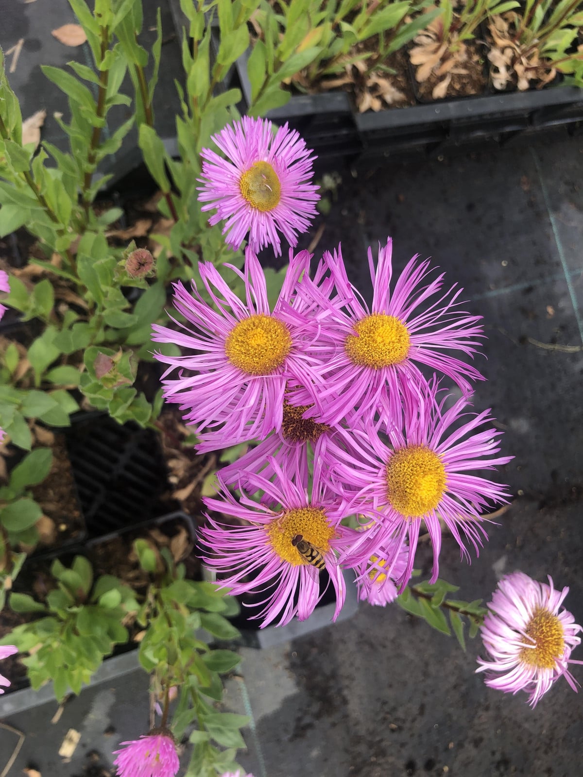 6 x Erigeron hybrida Rosa Jewell Spaans madeliefje, pot van 9x9 cm van GRDplanten