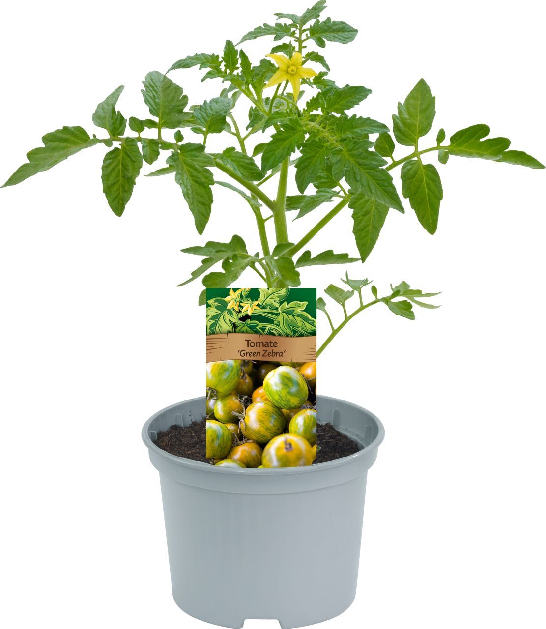 Pflanzen Historische Tomaten Solanum lycopersicum 12 cm Topf