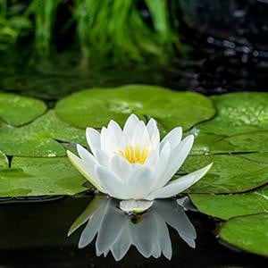 FloraSelf Nymphaea Alba Waterlelie in 11 cm pot