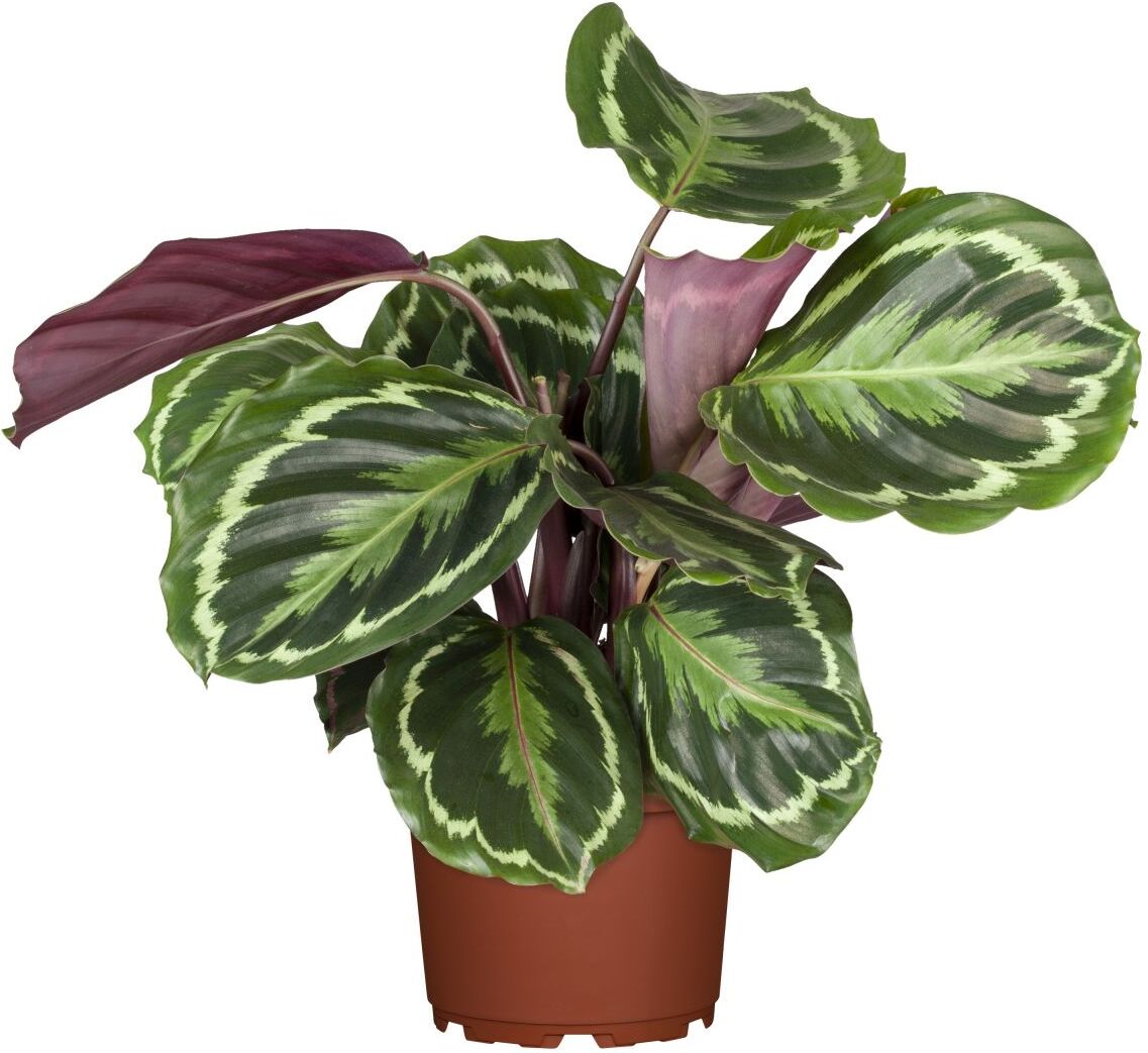 Pflanzen Calathea Medallion Korbmarante 45 cm 14 cm Topf