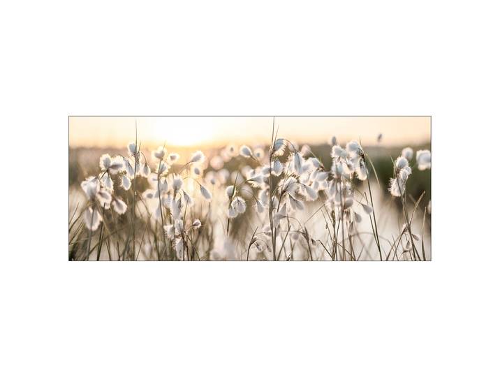 Glasbild Field Flowers In The Sun Floatglas Gelb/Grün/Weiß 125 x 50 x 1cm