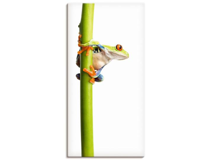Leinwandbild ARTLAND Frosch umfasst einen Pflanzenstengel , weiss (farbe bild(er): weiß), B:30cm H:60cm, Bilder, Leinwandbild, auf Holzrahmen gespannt