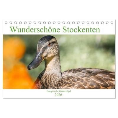 Wunderschöne Stockenten - Europäische Wasservögel (Tischkalender 2026 DIN A5 quer), CALVENDO Monatskalender