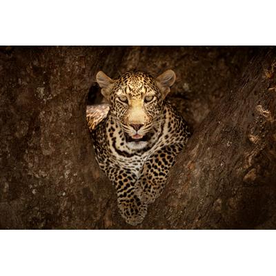 Fototapete PAPERMOON "Photo-Art OZKAN OZMEN, LEOPARD RUHT AUF EINEM BAUM IN MASAI MARA", bunt, B:4m L:2,6m, Vlies, Tapeten