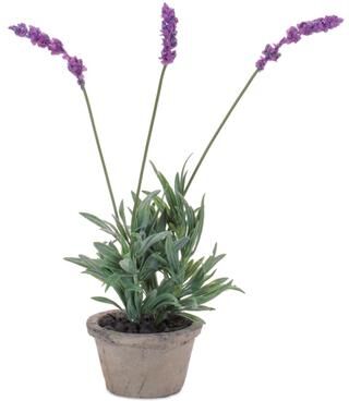 Potted Lavender 14.5INH by Melrose in Purple Green Gray (Size ONE SIZE)