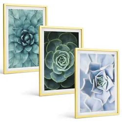 BILDER SET 3er Set - 40x60 cm Goldrahmen - Sukkulente Pflanzen grün türkis