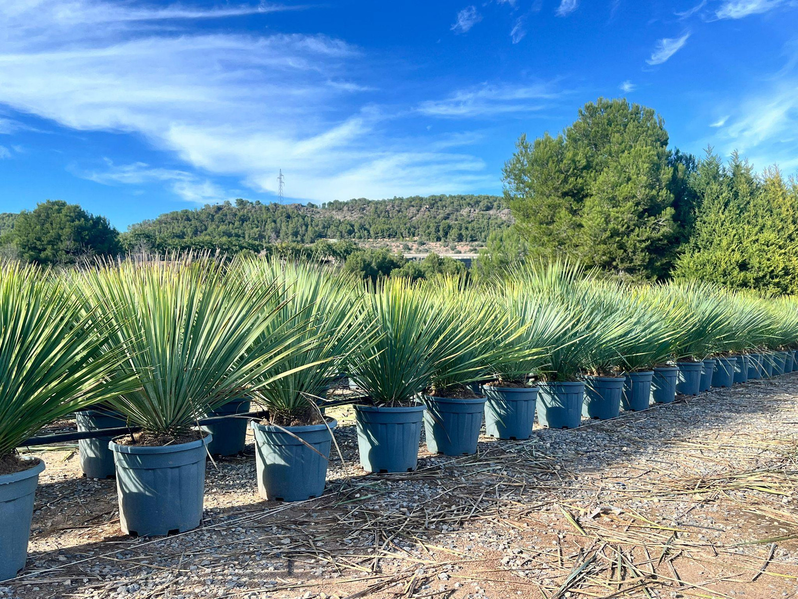 Sunny Tree - Yucca Rostrata 'Blue Blue' Palm - 100 cm