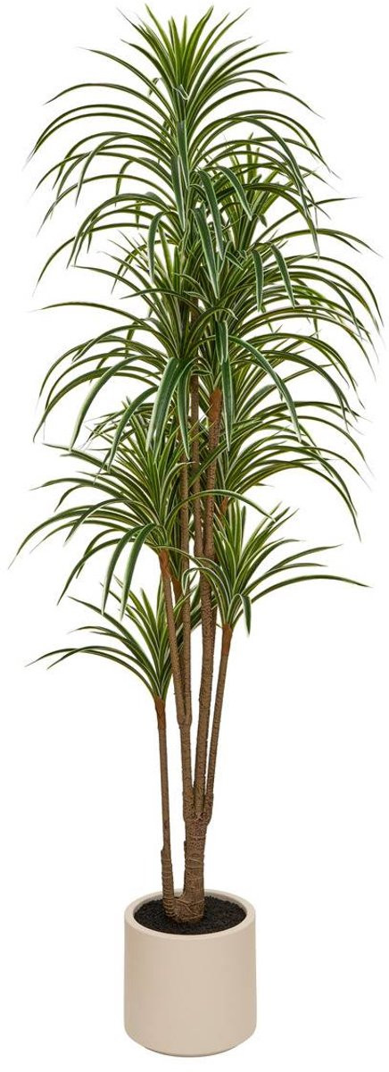 Groene Dracaena Edi met witte pot, Hoogte: 180 cm