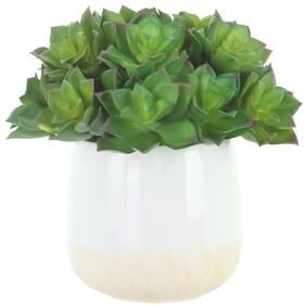 Creative Labs Echeveria Arrangement in Ceramic Vase