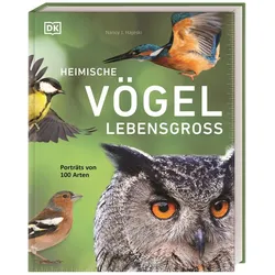 Heimische Vögel lebensgross, Ratgeber von Nancy J. Hajeski, Andreas Held