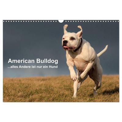 American Bulldog - alles Andere ist nur ein Hund (Wandkalender 2026 DIN A3 quer), CALVENDO Monatskalender