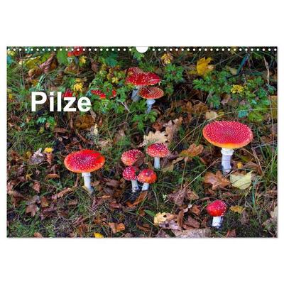 Pilze (Wandkalender 2026 DIN A3 quer), CALVENDO Monatskalender