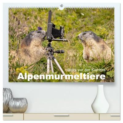Alpenmurmeltiere - Stars vor der Kamera (hochwertiger Premium Wandkalender 2027 DIN A2 quer), Kunstdruck in Hochglanz