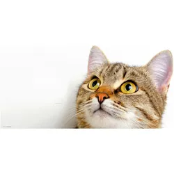 CoverYourDesk, Unterlage, Schreibtischunterlage Katzenblick