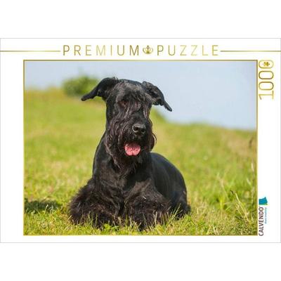 CALVENDO Puzzle Riesenschnauzer liegt im Gras | 1000 Teile Lege-Größe 64x48cm Foto-Puzzle für glückliche Stunden