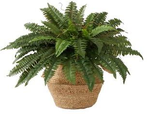 Nearly Natural "23"" Artificial Boston Fern Plant with Handmade Jute & Cotton Basket DIY KIT"