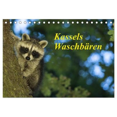 Kassels Waschbären (Tischkalender 2027 DIN A5 quer), CALVENDO Monatskalender