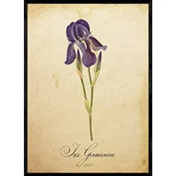 POSTER Iris Germanica. A4 Schwarzer Rahmen