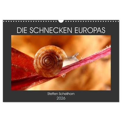 DIE SCHNECKEN EUROPAS (Wandkalender 2026 DIN A3 quer), CALVENDO Monatskalender
