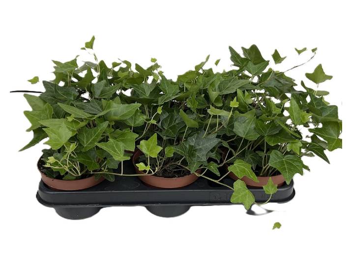 Bio Efeu grün Ø11cm 8er Set