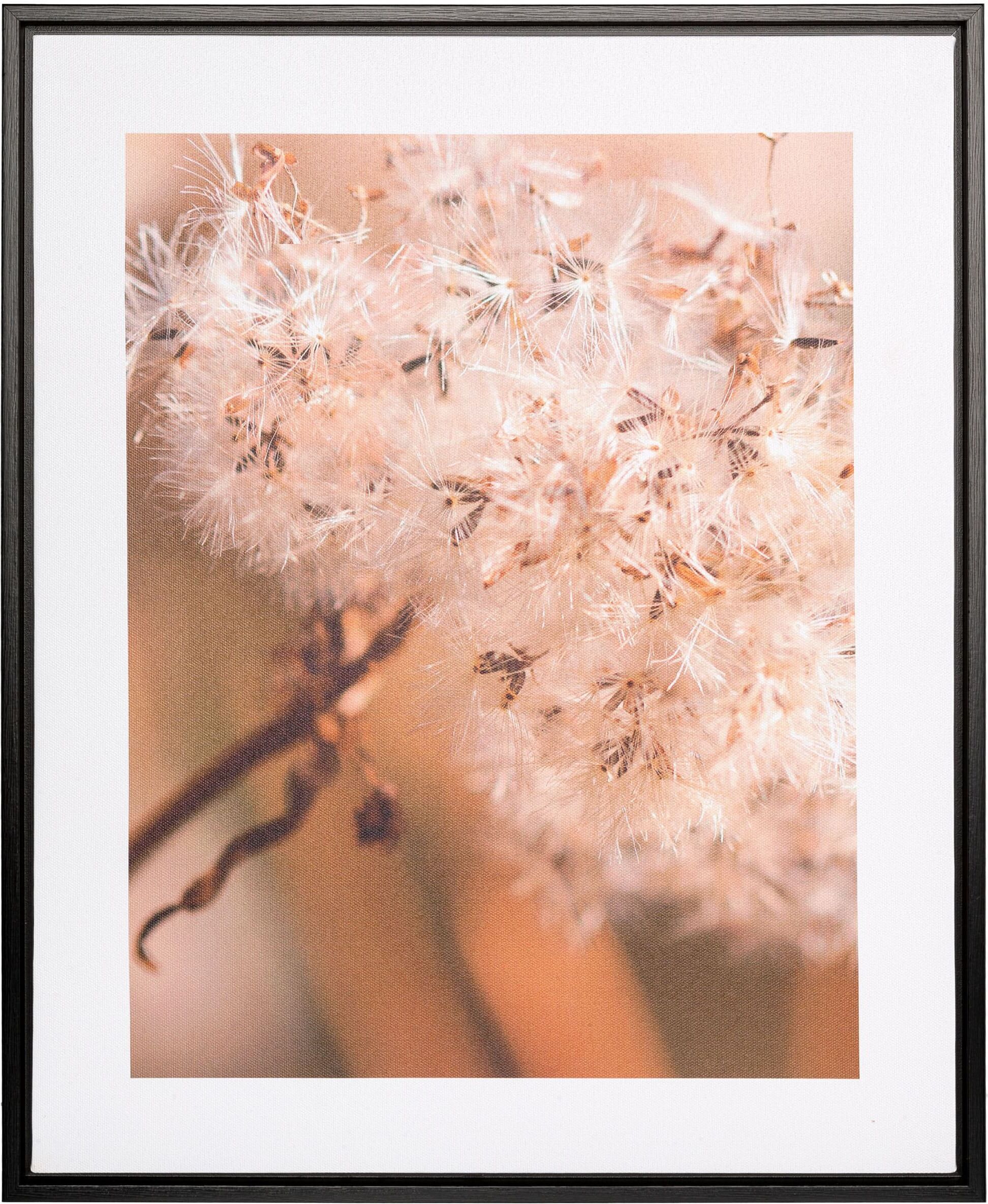 Bild mit Rahmen CREATIV HOME "Leinwandbild Pusteblume", bunt (farbe rahmen: schwarz, farbe bild(er): bunt), B:40cm H:50cm T:2,5cm, Canvas, Kunststoff, Bilder, Bild mit Rahmen, mit Rahmen