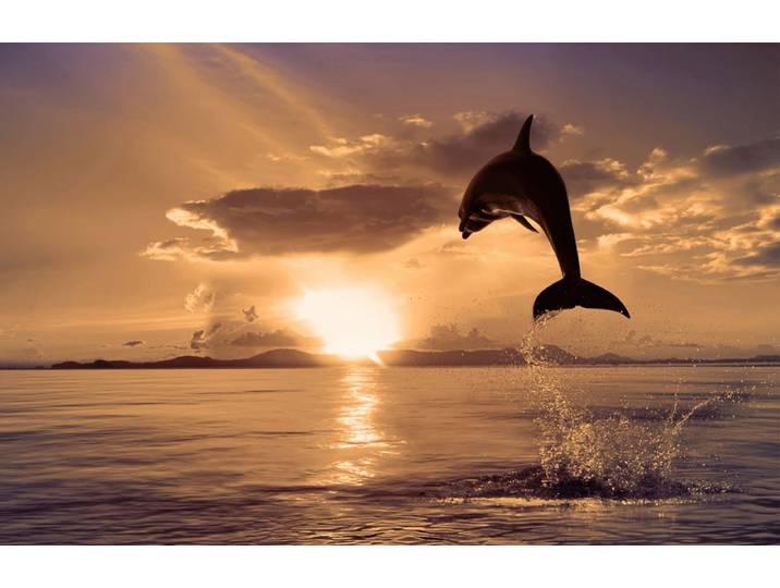 Fototapete PAPERMOON Springender Delphin , bunt, B:3m L:2,23m, Vlies, Tapeten, Fototapete