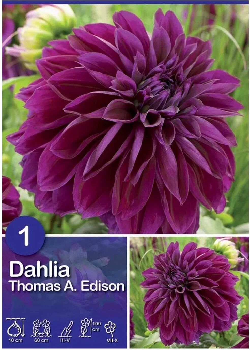 - Dalia "Thomas Edison"